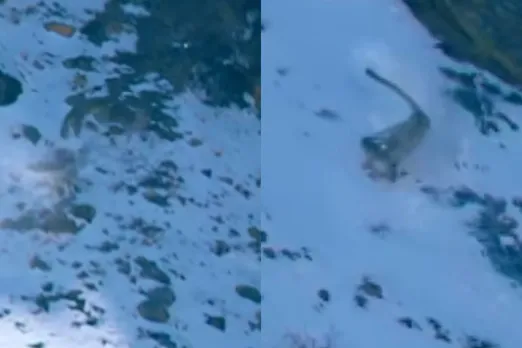 Viral Animal Video