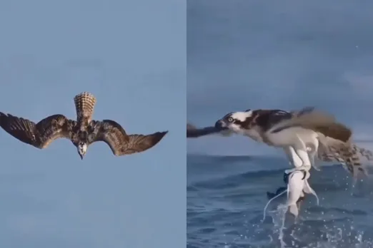 Viral Animal Video