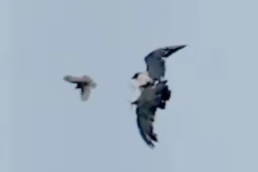 Viral Animal Video