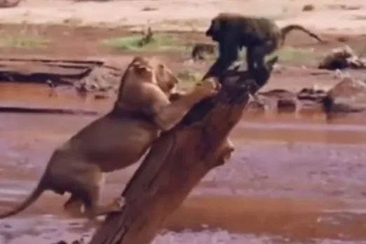 Viral Animal Video