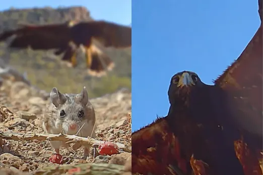 Viral Animal Video