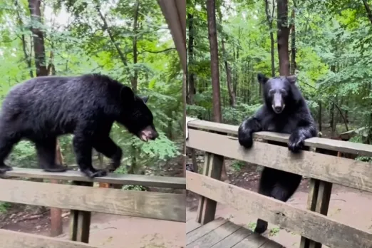 Viral Animal Video