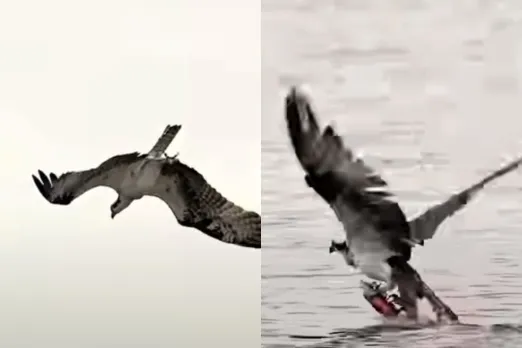 Viral Animal Video