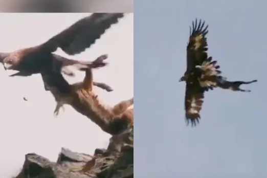 Viral Animal Video