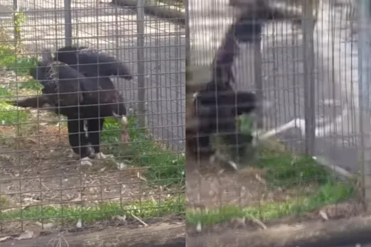 Viral Animal Video