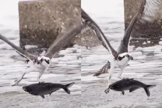Viral Animal Video