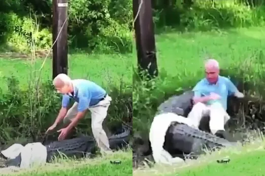 Viral Animal Video