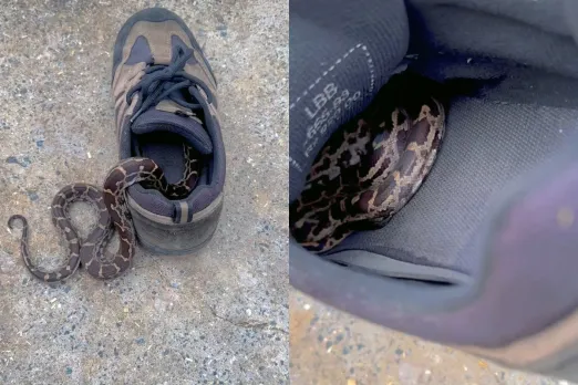 Viral Animal Video: Scary! Be careful when you wear your shoes next time; watch how this Snake sneaks into the shoe
