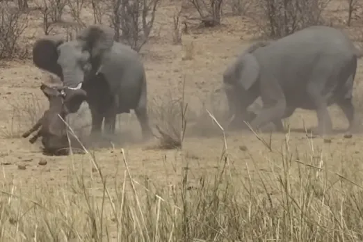 Viral Animal Video