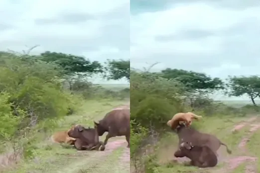 Viral Animal Video
