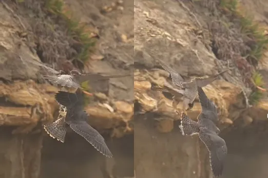 Viral Animal Video