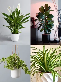 Best Indoor Plants That Purify Air
