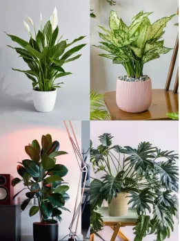 10 Indoor Plants People Swear By