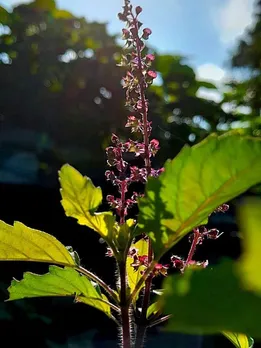 Top 10 Ways to Revive a Dying Tulsi Plant