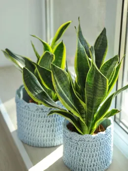 Top 10 Benefits of Snake Plant
