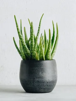 10 Magical Benefits of Aloe Vera