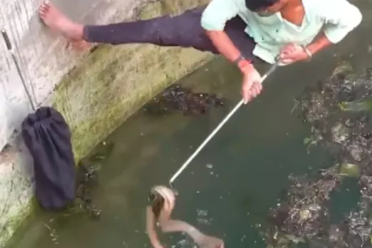 Animal Viral Video
