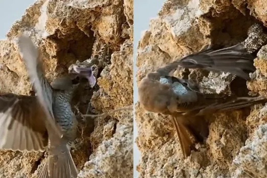 Animal Viral Video