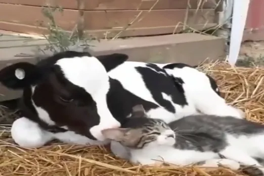 Animal Viral Video