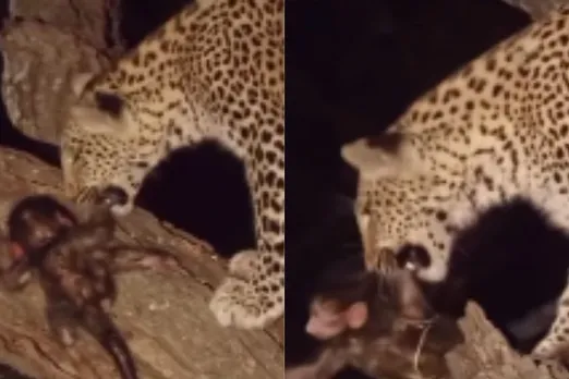 Animal Viral Video