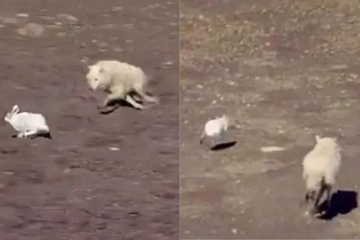 Animal Viral Video