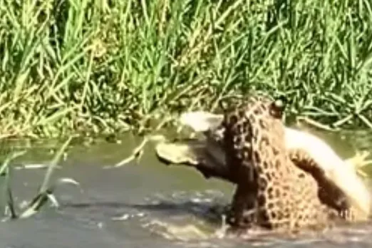 Animal Viral Video