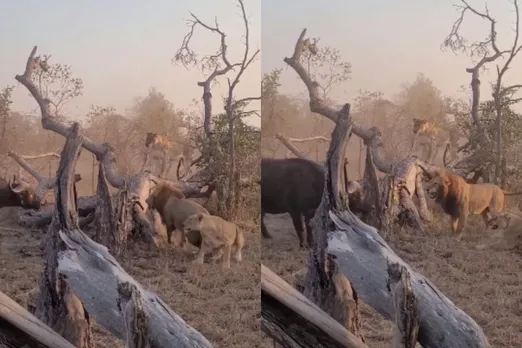 Animal Viral Video