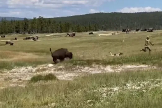 Animal Viral Video
