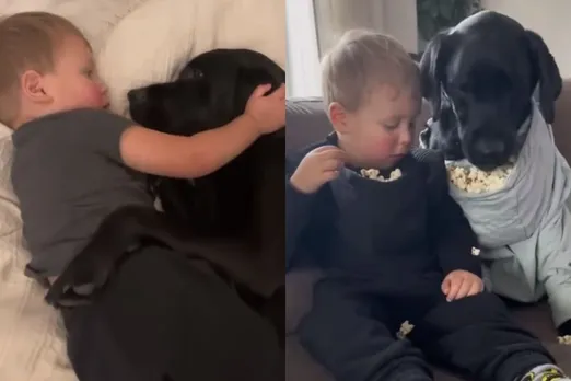 Animal Viral Video