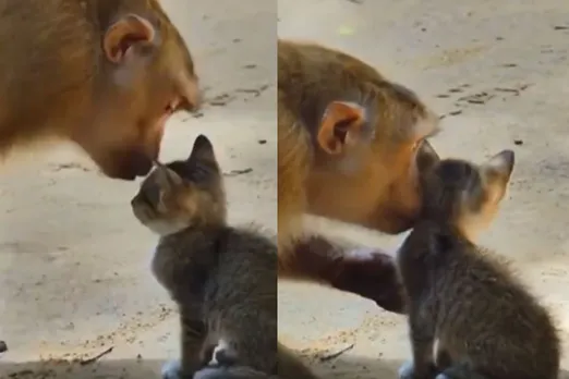 Animal Viral Video
