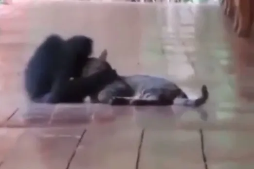 Animal Viral Video