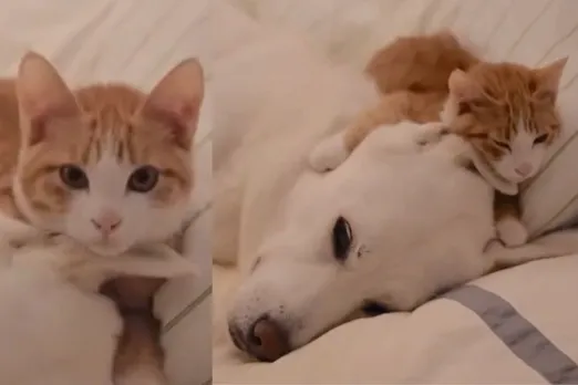 Animal Viral Video
