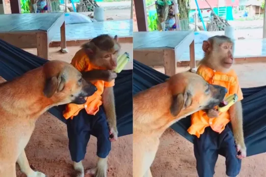 Animal Viral Video