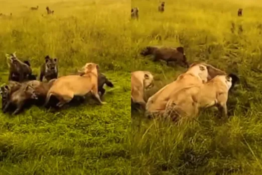 Animal Viral Video