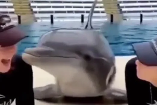 Animal Viral Video