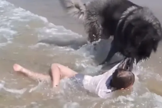 Animal viral video
