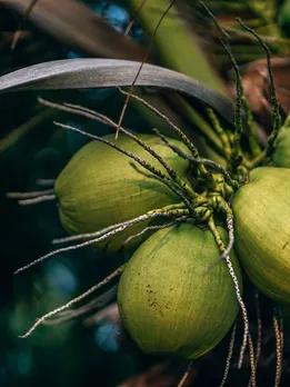 Top 10 Advantages of Eating Bananas