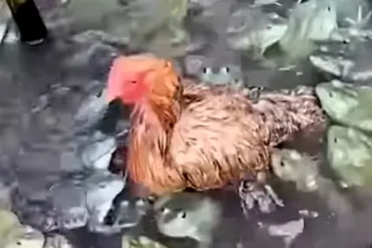 Viral Animal Video