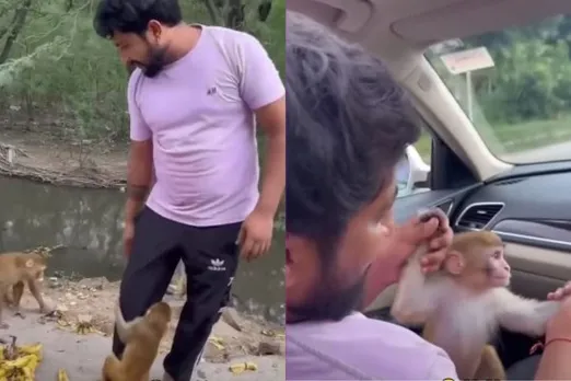 Animal Viral Video