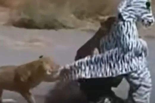 Viral Animal Video