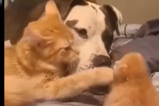 Viral Animal Video