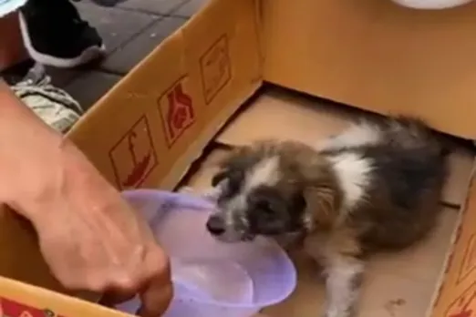 Animal Viral Video
