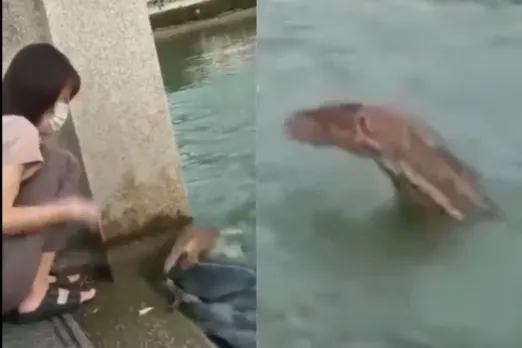 Animal Viral Video