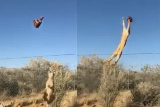 Animal Viral Video