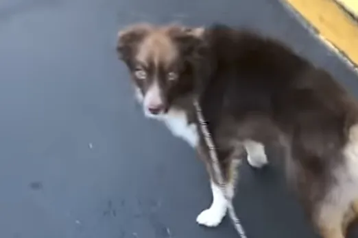 Animal Viral Video