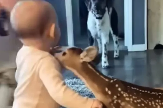 Animal Viral Video