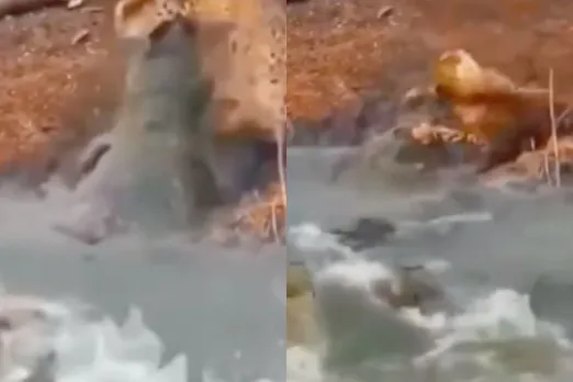 Animal Viral Video