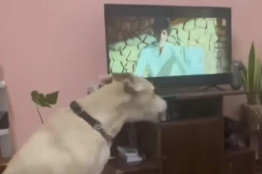 Animal Viral Video