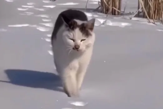 Animal Viral Video