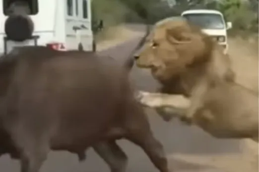 Animal Viral Video
